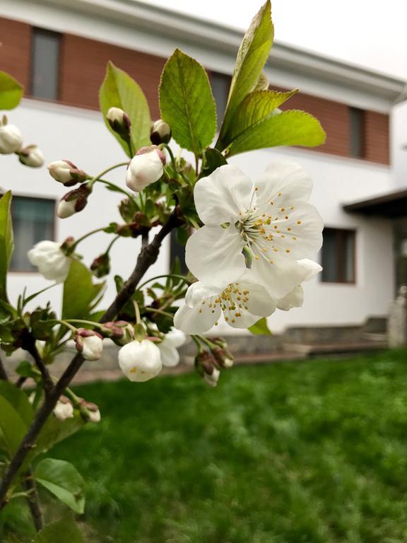 Gabala Sweet Lounge Villa Kültér fotó
